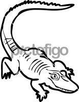 AlligatorFreehand Image