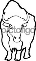 American bison buffaloFreehand Image