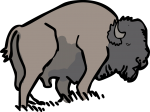 American bison buffalo