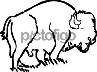 American bison buffaloFreehand Image