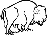 American bison buffalo