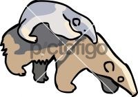 Anteater