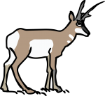 Antelope freehand drawings