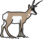 Antelope