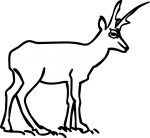 Antelope freehand drawings