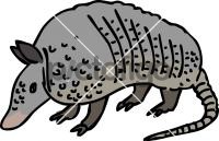 Armadillo