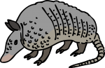 Armadillo freehand drawings