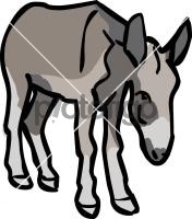 Ass donkey