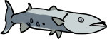 Barracuda