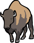 Bison