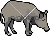 Boar