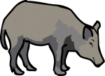 Boar freehand drawings