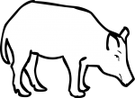 Boar freehand drawings