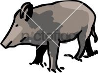 Boar