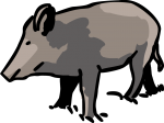 Boar