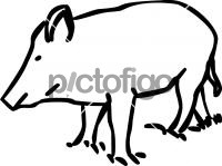 Boar