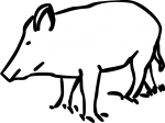 Boar