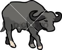 BuffaloFreehand Image