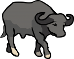 Buffalo freehand drawings