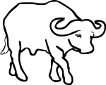 Buffalo