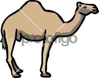 CamelFreehand Image