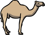 Camel