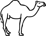 Camel