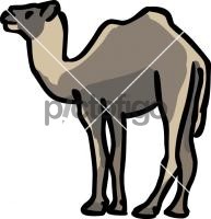 CamelFreehand Image