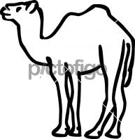 Camel