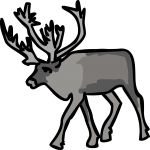 Caribou