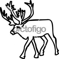 Caribou