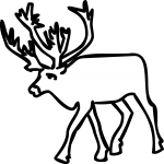 Caribou