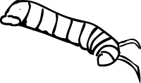 CaterpillarFreehand Image