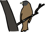 Abbotts Babbler