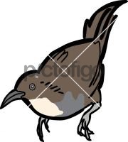 Abbotts Babbler