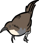 Abbotts Babbler freehand drawings