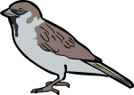 Abd Al Kuri Sparrow