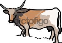 CattleFreehand Image