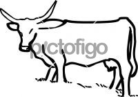 CattleFreehand Image