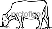 CattleFreehand Image