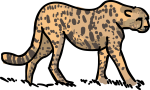 Cheetah