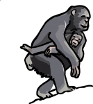 Chimpanzee