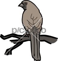 Aberts TowheeFreehand Image