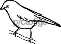 Abyssinian CatbirdFreehand Image