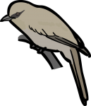 Abyssinian Catbird