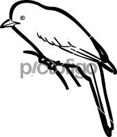 Abyssinian CatbirdFreehand Image