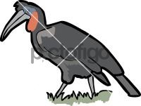 Abyssinian Ground Hornbill