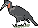 Abyssinian Ground Hornbill