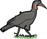 Abyssinian Ground Hornbill freehand drawings