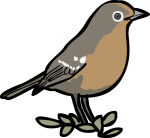 Abyssinian Ground Thrush